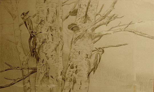 Original oil painting of great spotted woodpeckers